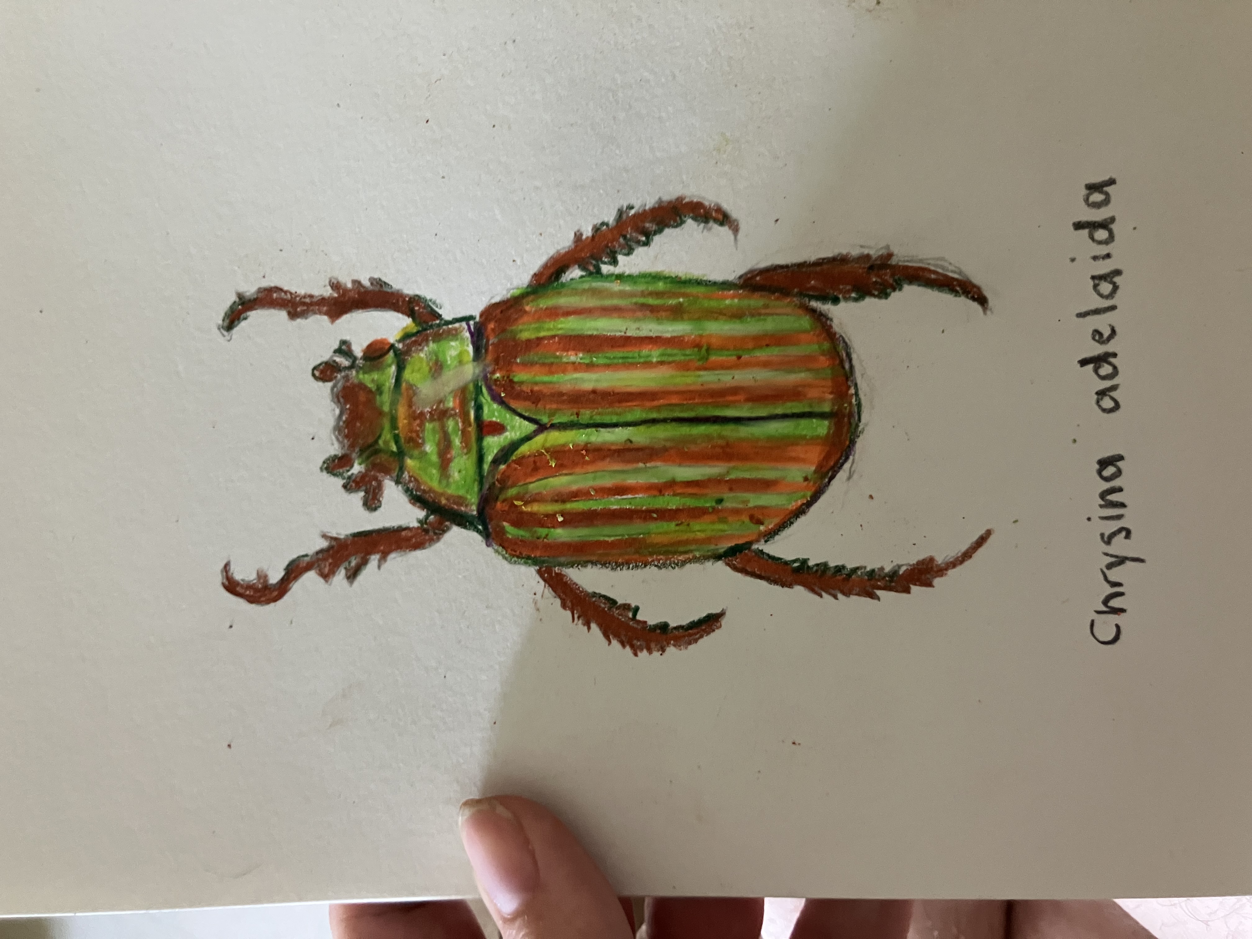 Chrysina Adelaida