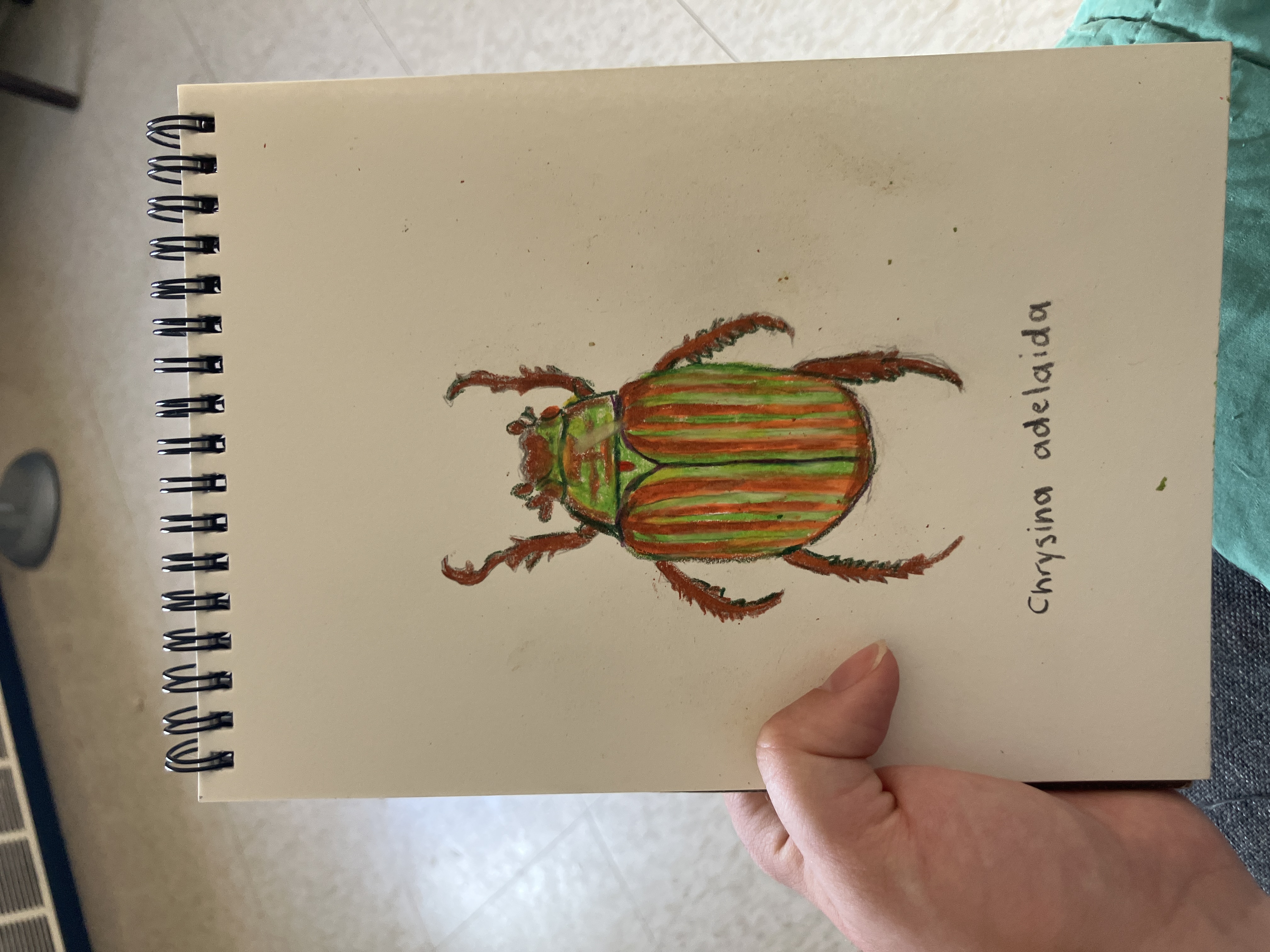 Chrysina Adelaida - view 2