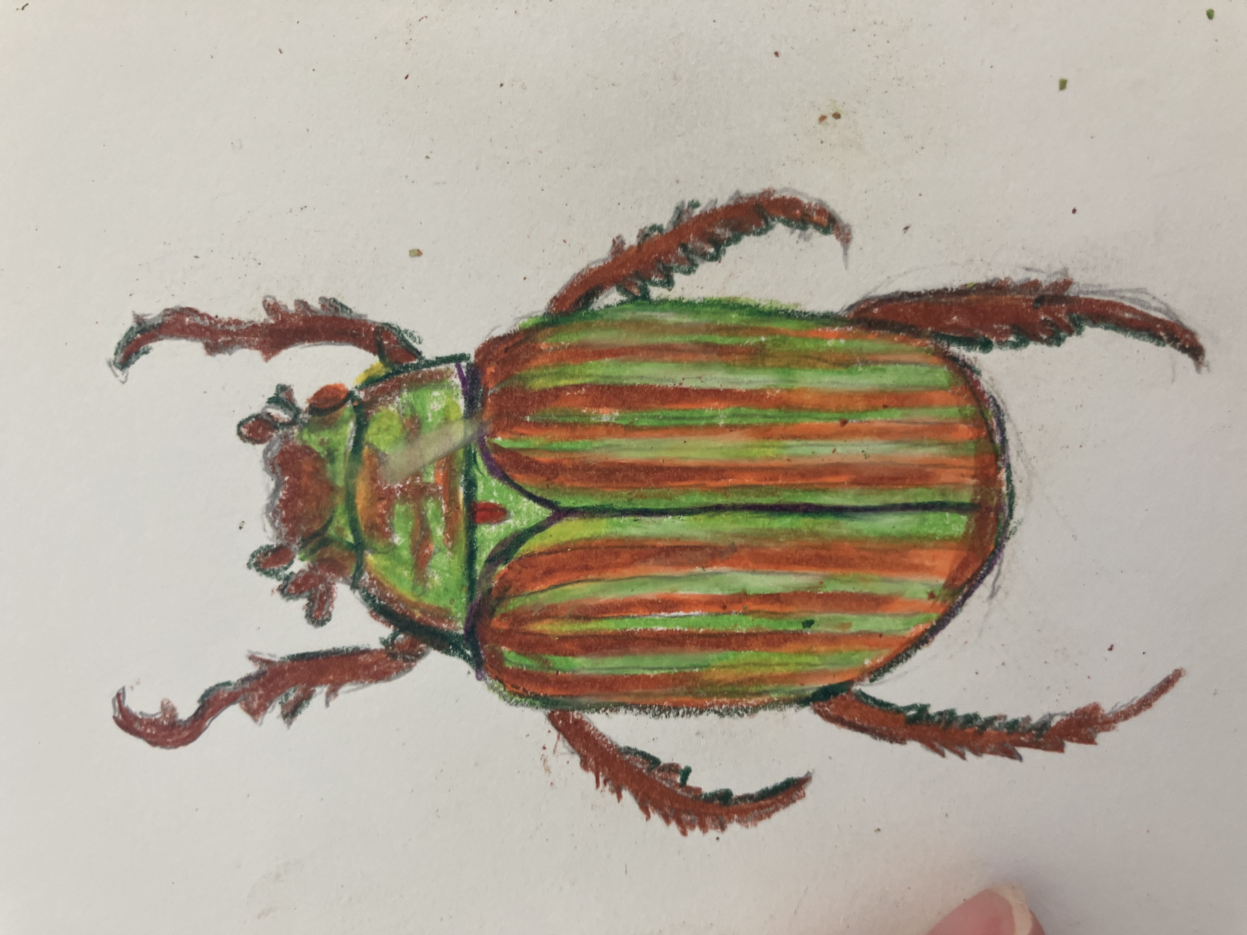 Chrysina Adelaida - view 3