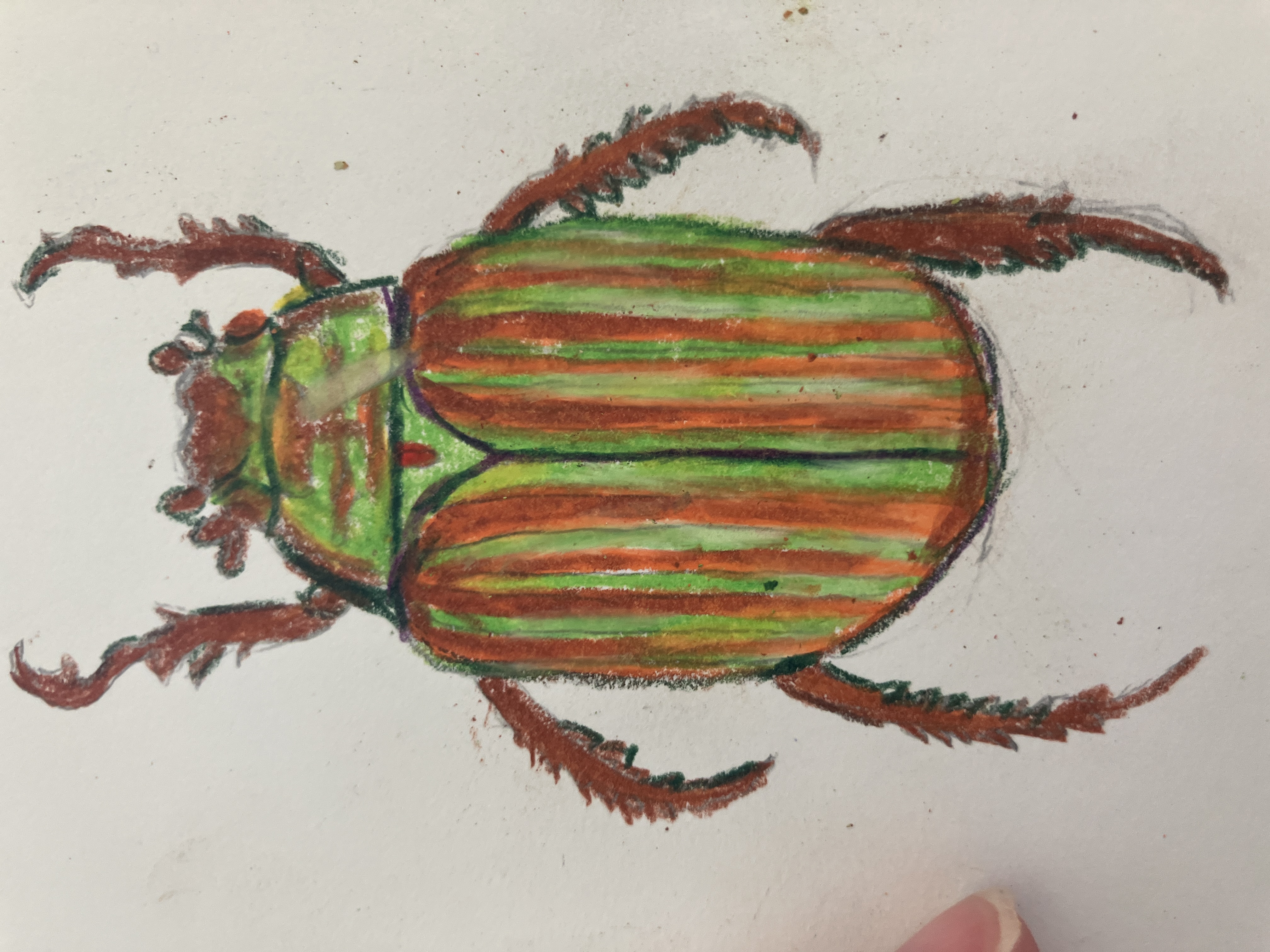 Chrysina Adelaida - view 4