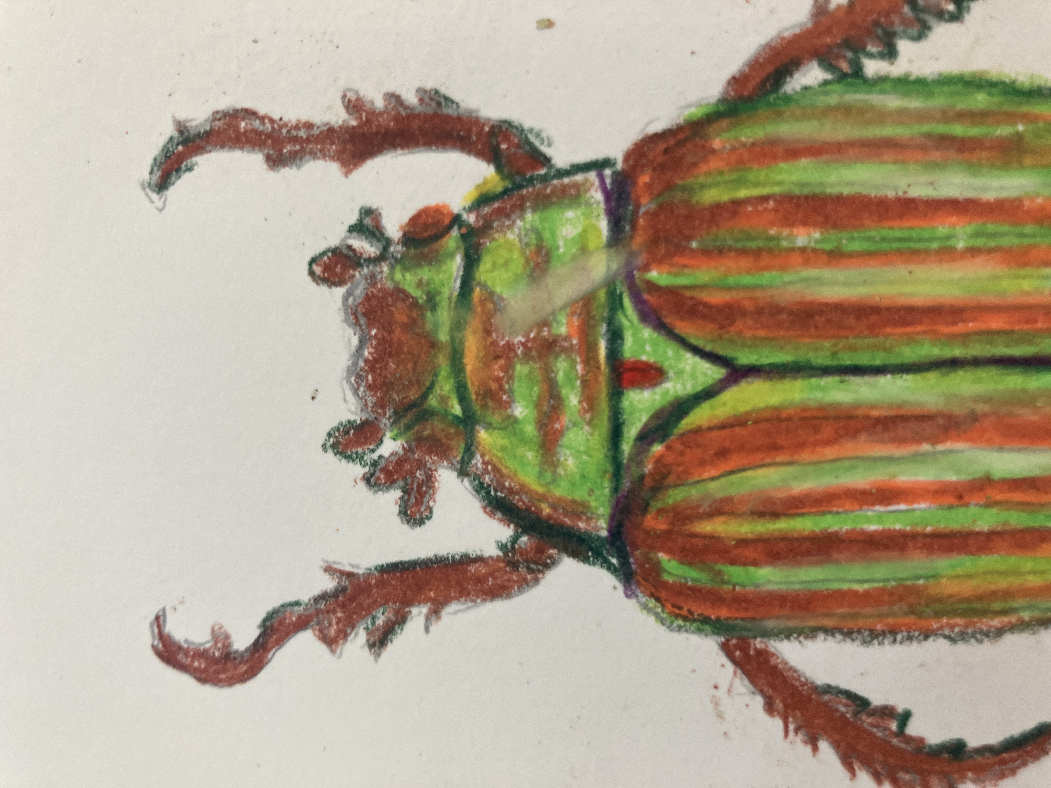 Chrysina Adelaida - view 5