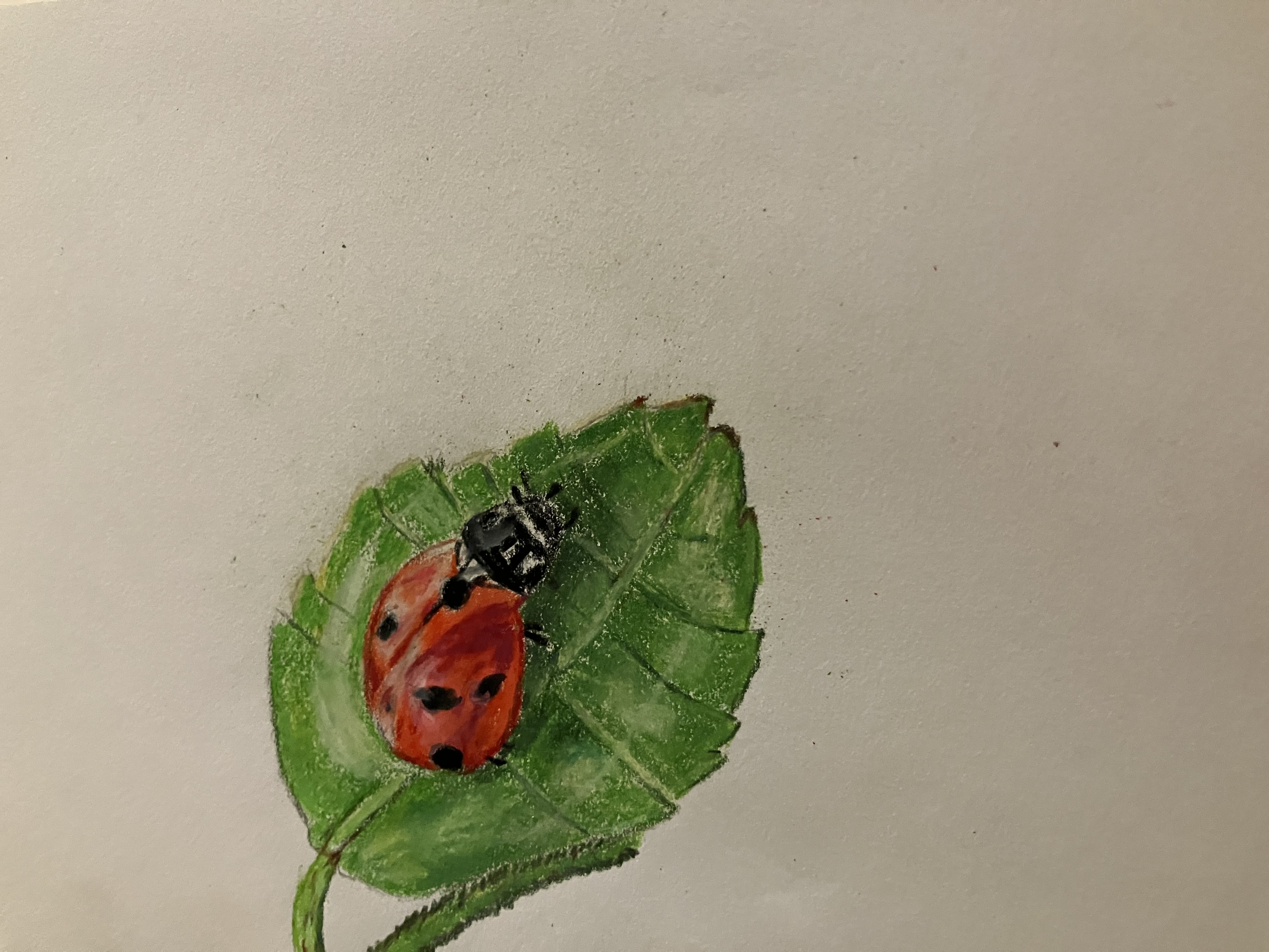 The Little Ladybug