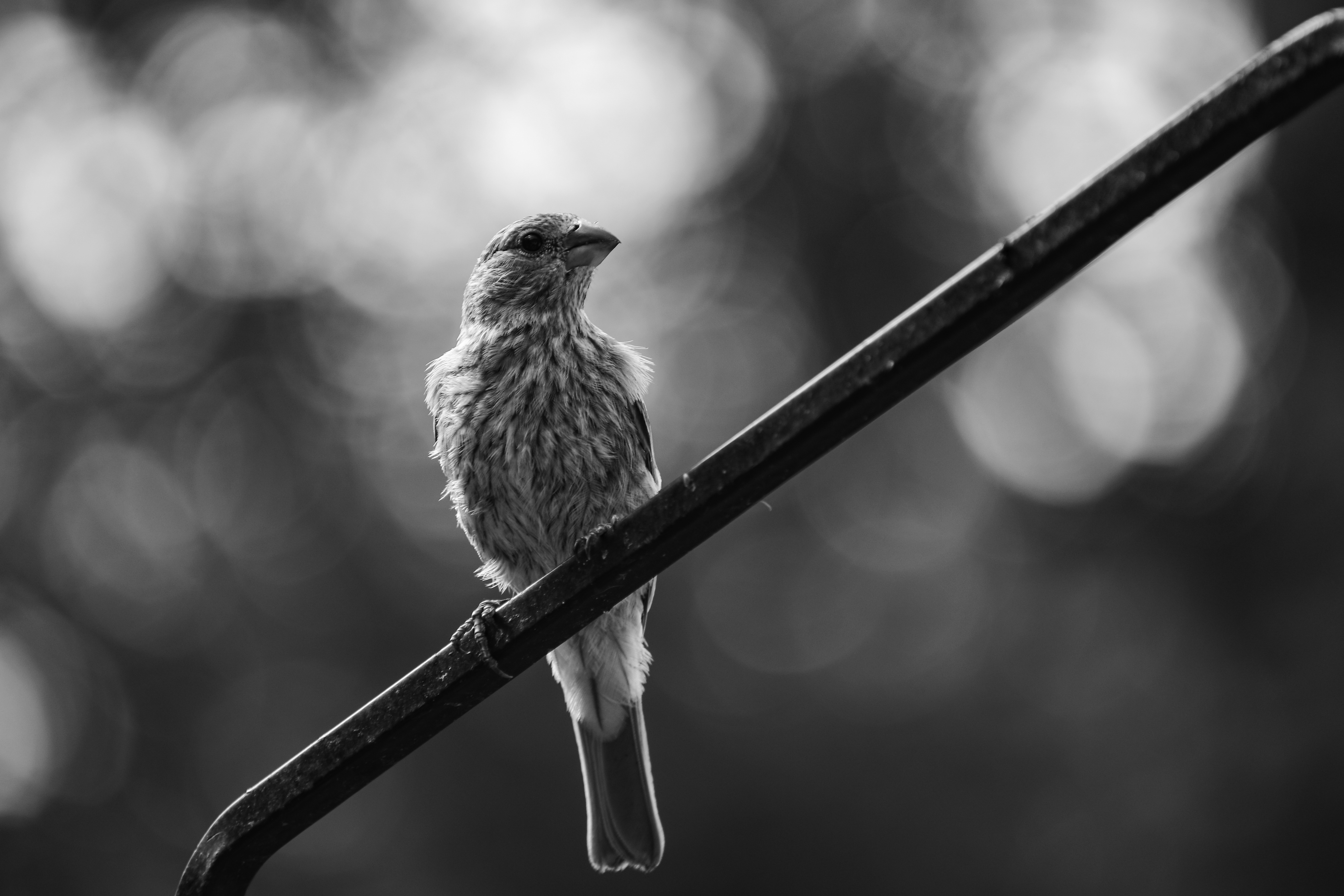 Onlooking